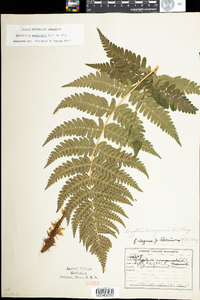 Dryopteris marginalis image