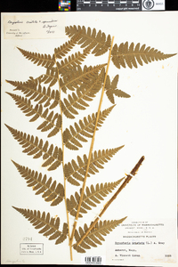 Dryopteris uliginosa image