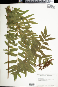 Osmunda regalis var. spectabilis image