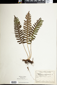 Polypodium virginianum image