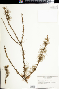 Larix laricina image