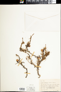 Larix laricina image