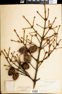 Picea rubens image