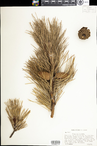 Pinus rigida image