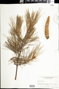 Pinus strobus image