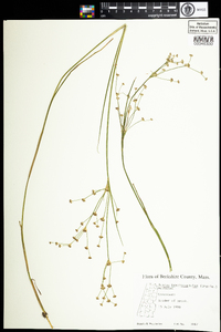 Juncus brachycephalus image