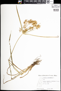 Cyperus esculentus image