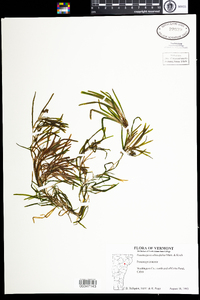 Potamogeton obtusifolius image