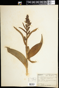 Veratrum viride image