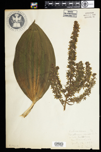 Veratrum viride image