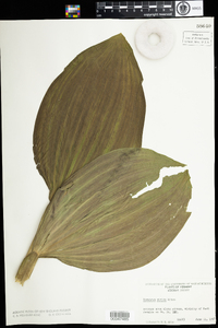 Veratrum viride image