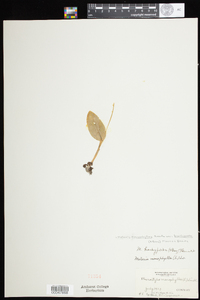 Malaxis monophyllos var. brachypoda image