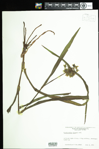 Tradescantia ohiensis image