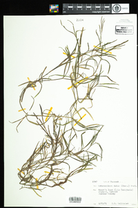 Heteranthera dubia image