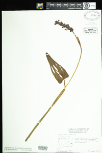 Pontederia cordata image