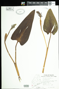 Pontederia cordata image