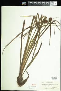 Lachnanthes caroliniana image