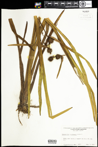 Sparganium americanum image