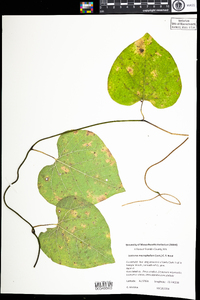 Aristolochia macrophylla image