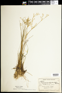 Juncus brachycephalus image