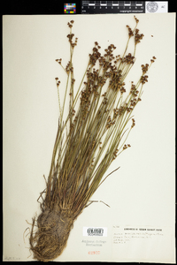 Juncus brevicaudatus image