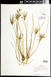 Juncus canadensis image