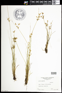 Juncus dudleyi image