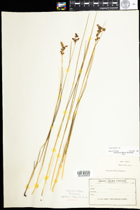 Juncus gerardii image