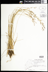 Juncus gerardii image