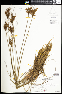 Juncus greenei image