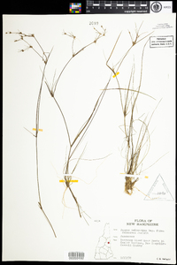 Juncus pelocarpus image