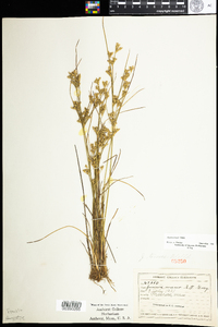 Juncus tenuis image