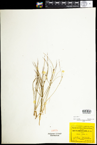 Juncus trifidus image