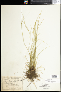 Juncus tenuis image