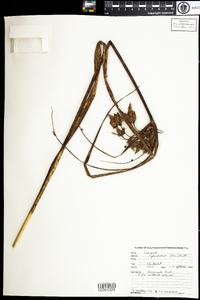 Schoenoplectus novae-angliae image