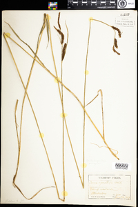 Carex aquatilis image