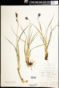 Carex atratiformis image