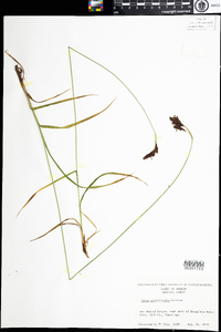 Carex atratiformis image