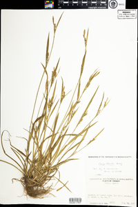 Carex blanda image