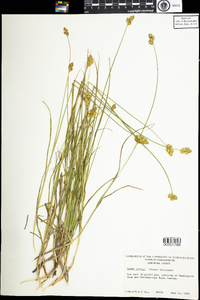 Carex brevior image