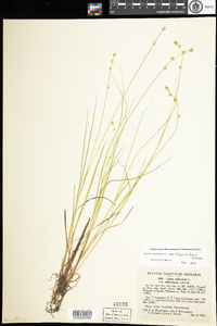 Carex canescens subsp. disjuncta image