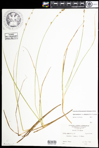 Carex canescens subsp. disjuncta image