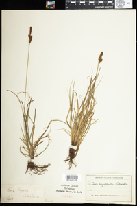 Carex caryophyllea image