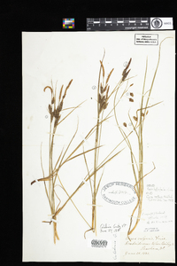 Carex castanea image