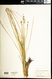 Carex echinata image