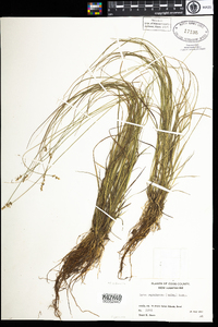 Carex echinata image