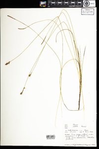 Carex exilis image