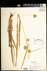 Carex folliculata image