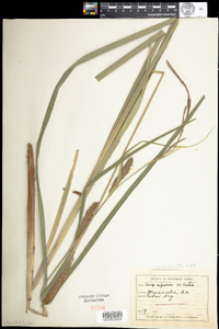 Carex lacustris image