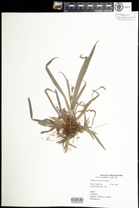 Carex laxiculmis image